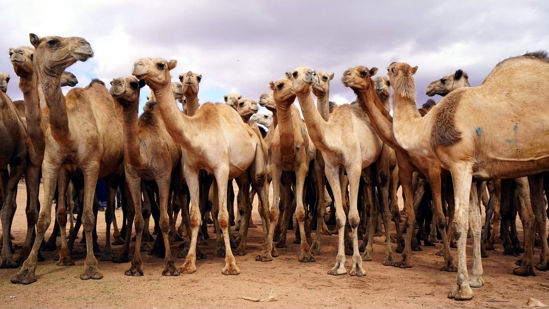 Babile Camel Market