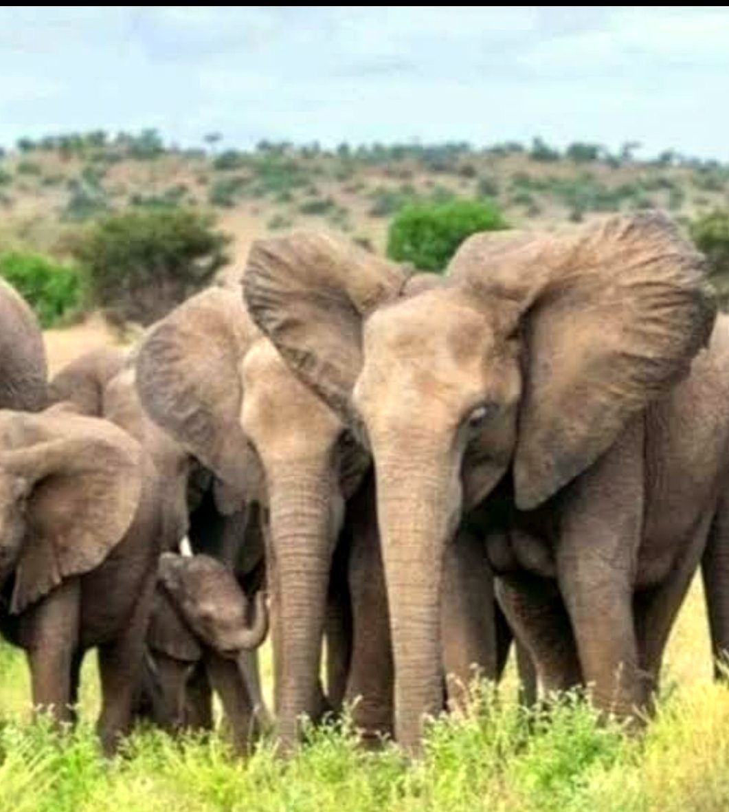 Babile Elephant Sanctuary