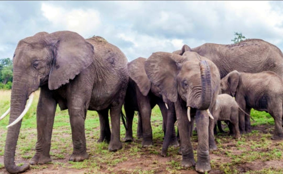 Babile Elephant Sanctuary